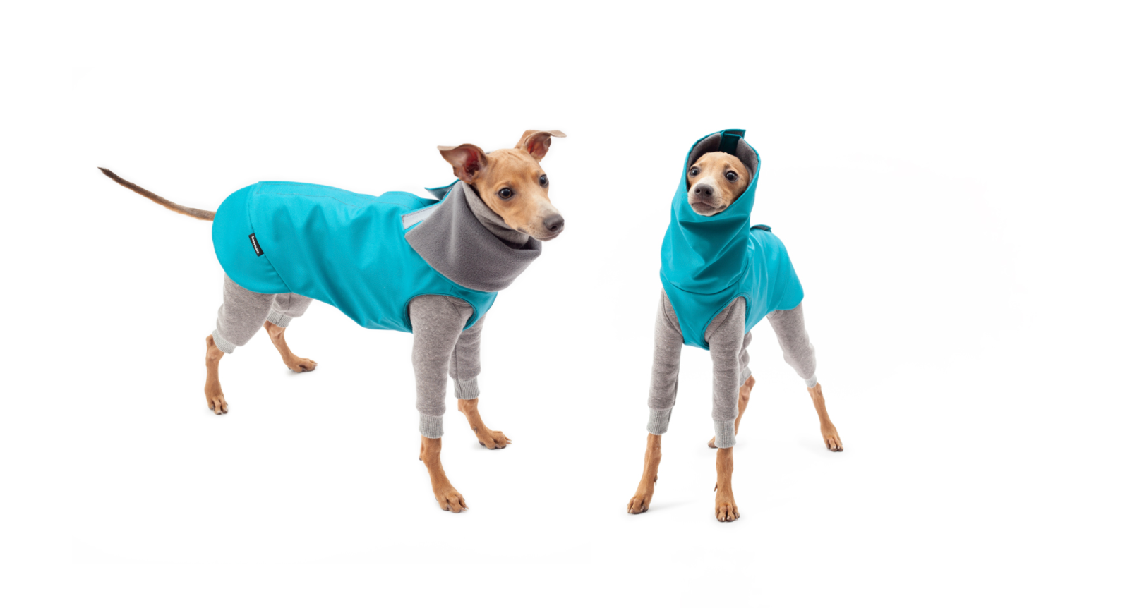 italian greyhounds outfit