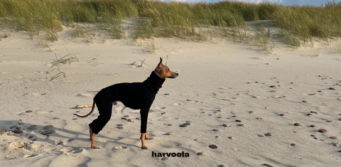 italian greyhound at the beach