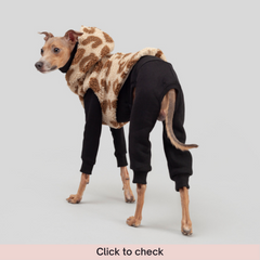 italian greyhound clothes