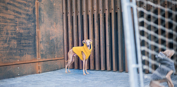 italian greyhound in city wearing stylish clothes