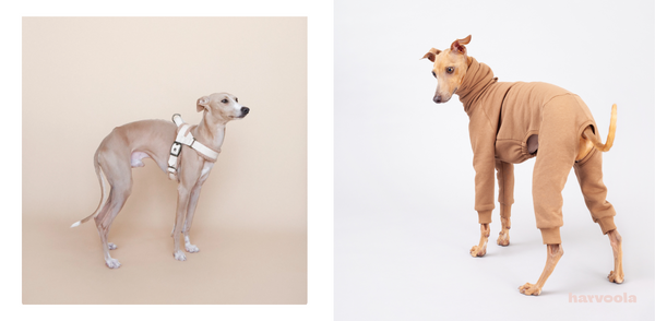 italian greyhound harness and clothes