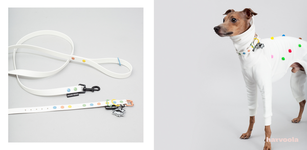 biothane collar and leash for italian greyhounds