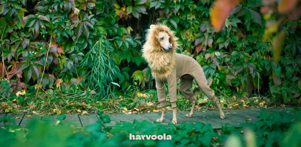 halloween costume for dog lion the king DIY instructions for italian greyhounds