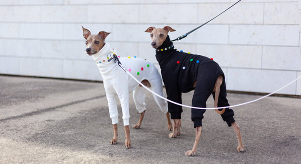 italian greyhound couple