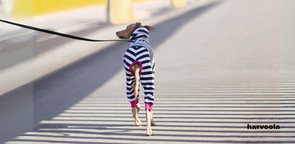 italian greyhound wearing striped onesie