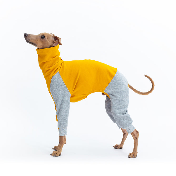 do italian greyhounds need clothes