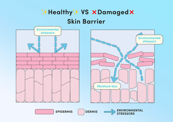 skincare infographic skin barrier