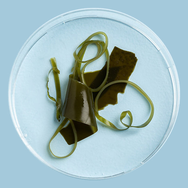 Sea kelp