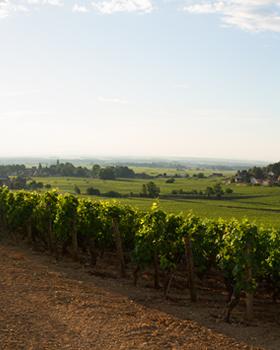 Vineyards on the French countryside.