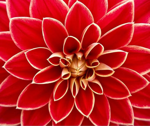 Close Up Dahlia Flower - 5D Diamond Painting 