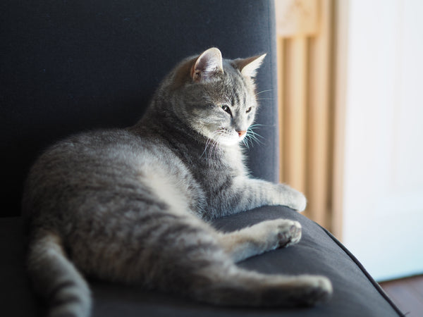 cat near window