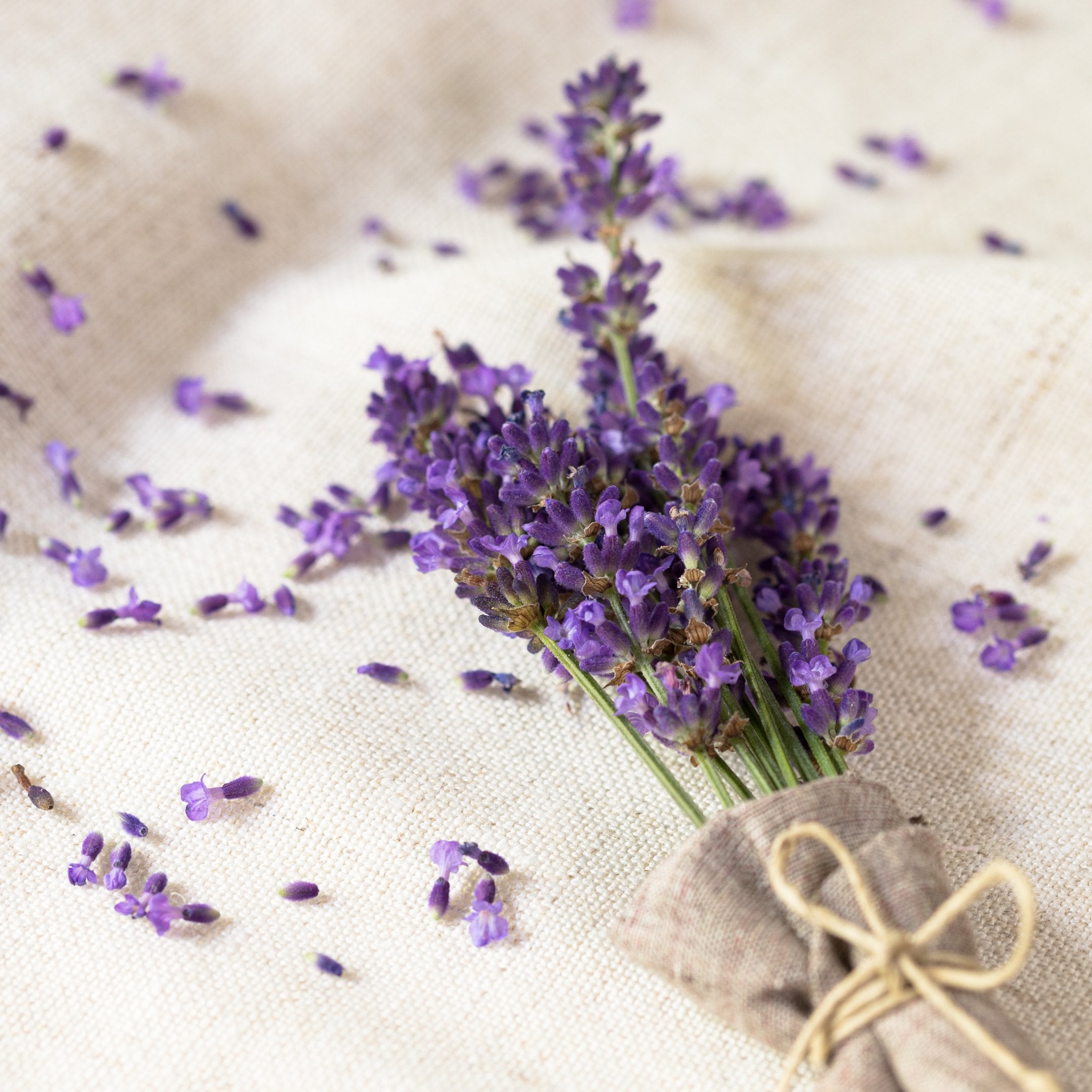 Økologisk Lavender Eterisk Olje