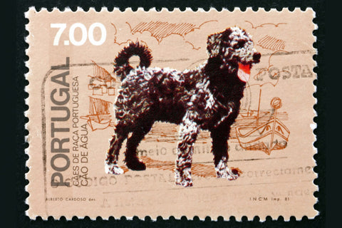 This postage stamp from 1981 features a Portuguese water dog—and gives a nod to their early days as fishing dogs.| CREDIT: LAUFER / ADOBE STOCK