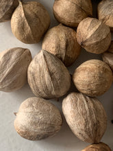 Load image into Gallery viewer, In-Shell Hickory Nuts 1 lb