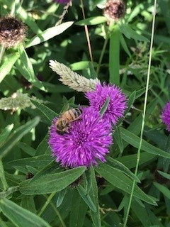 Honey bee on knapweed