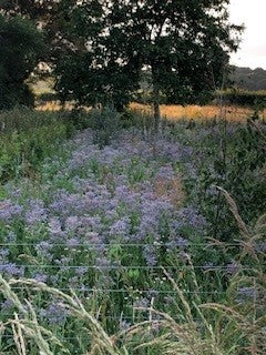 Borage in bloom