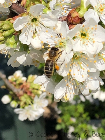 Honey bee working the cherry blossom