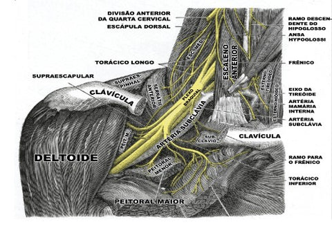 plexo branquial