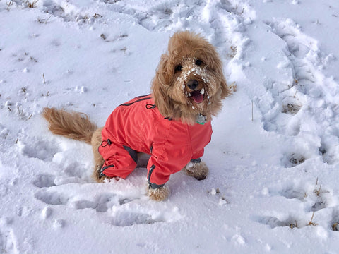 dog playing in a snow