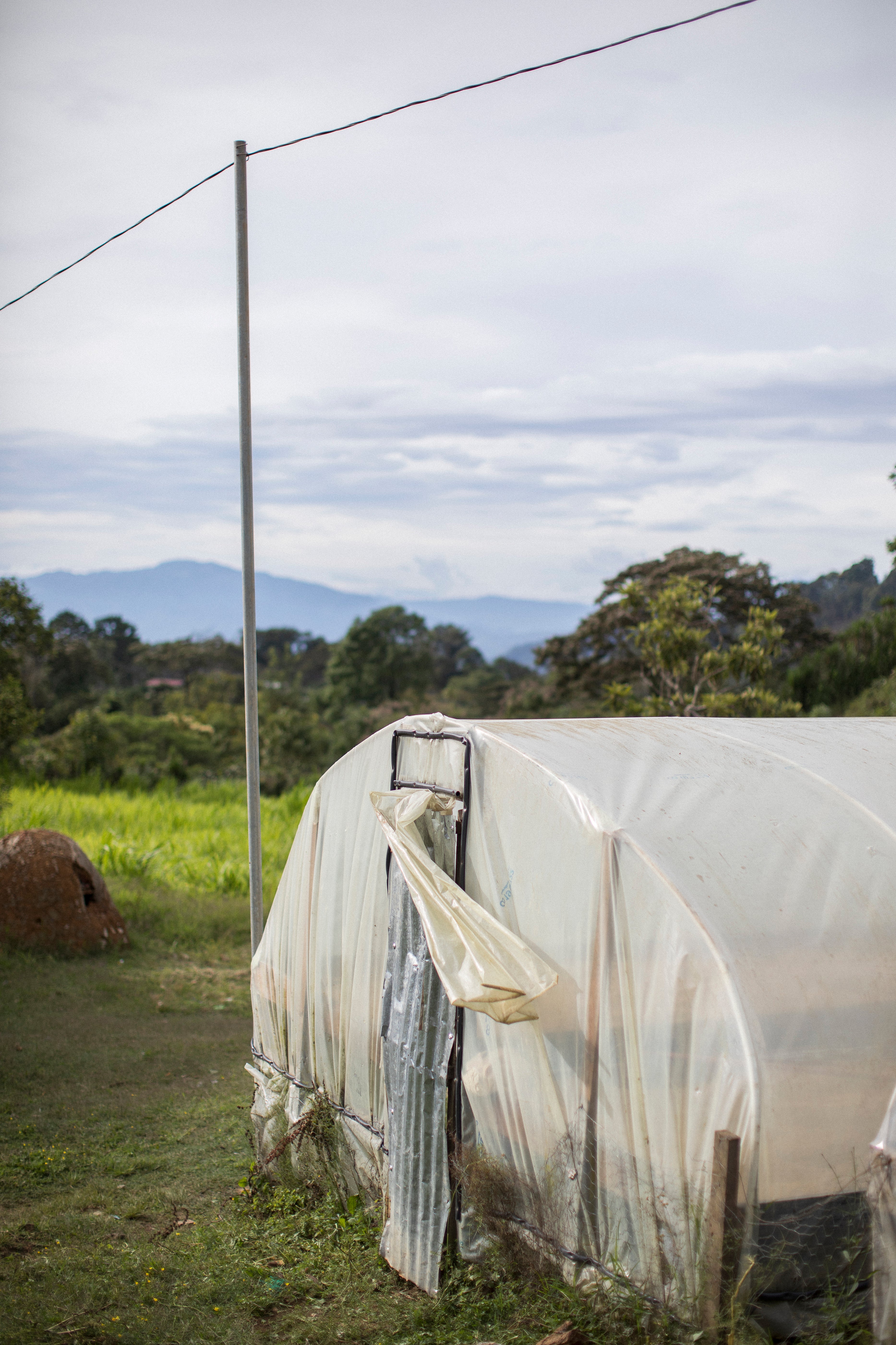 Coffee in a parabolic drying bed.