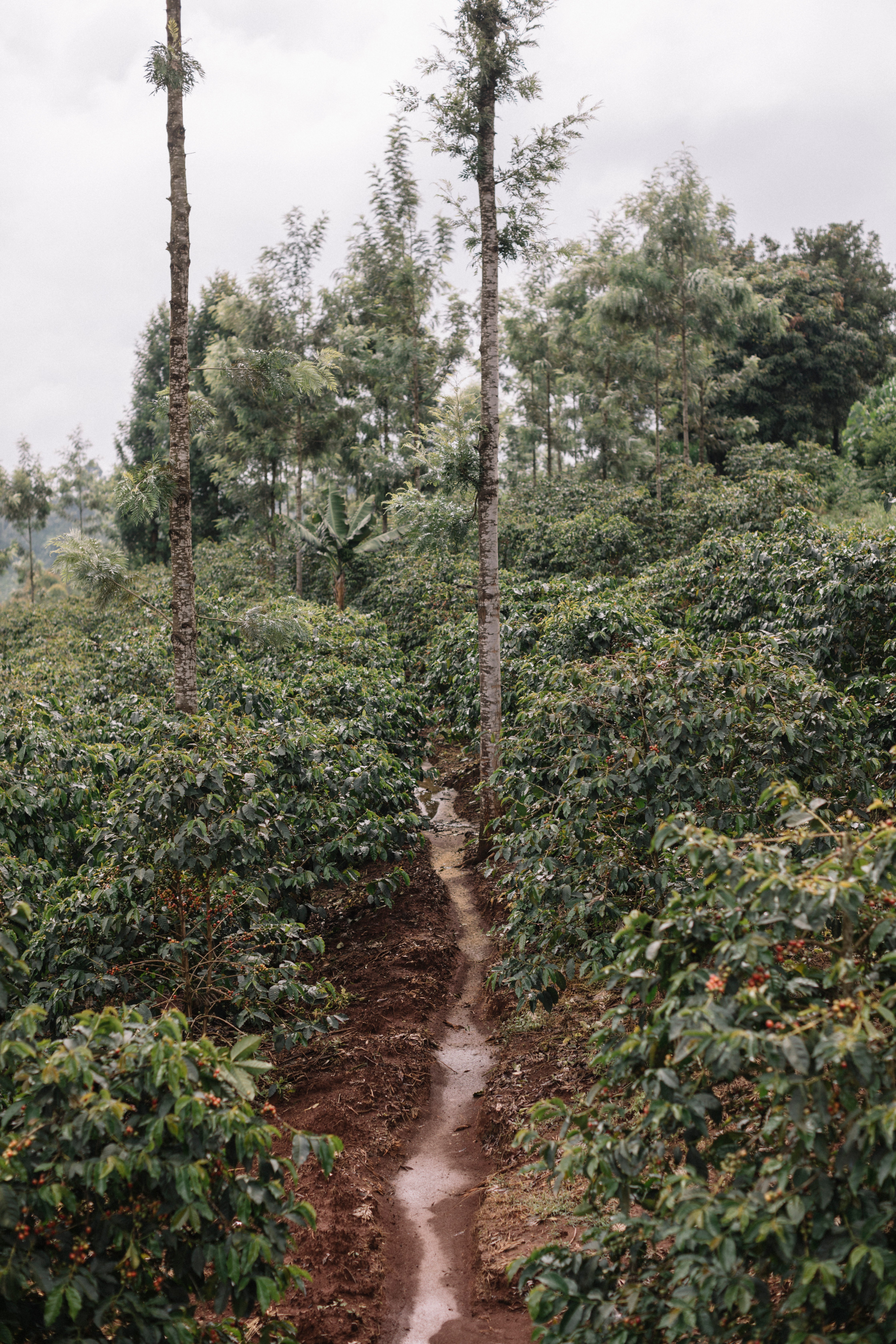Kenyan coffee trees