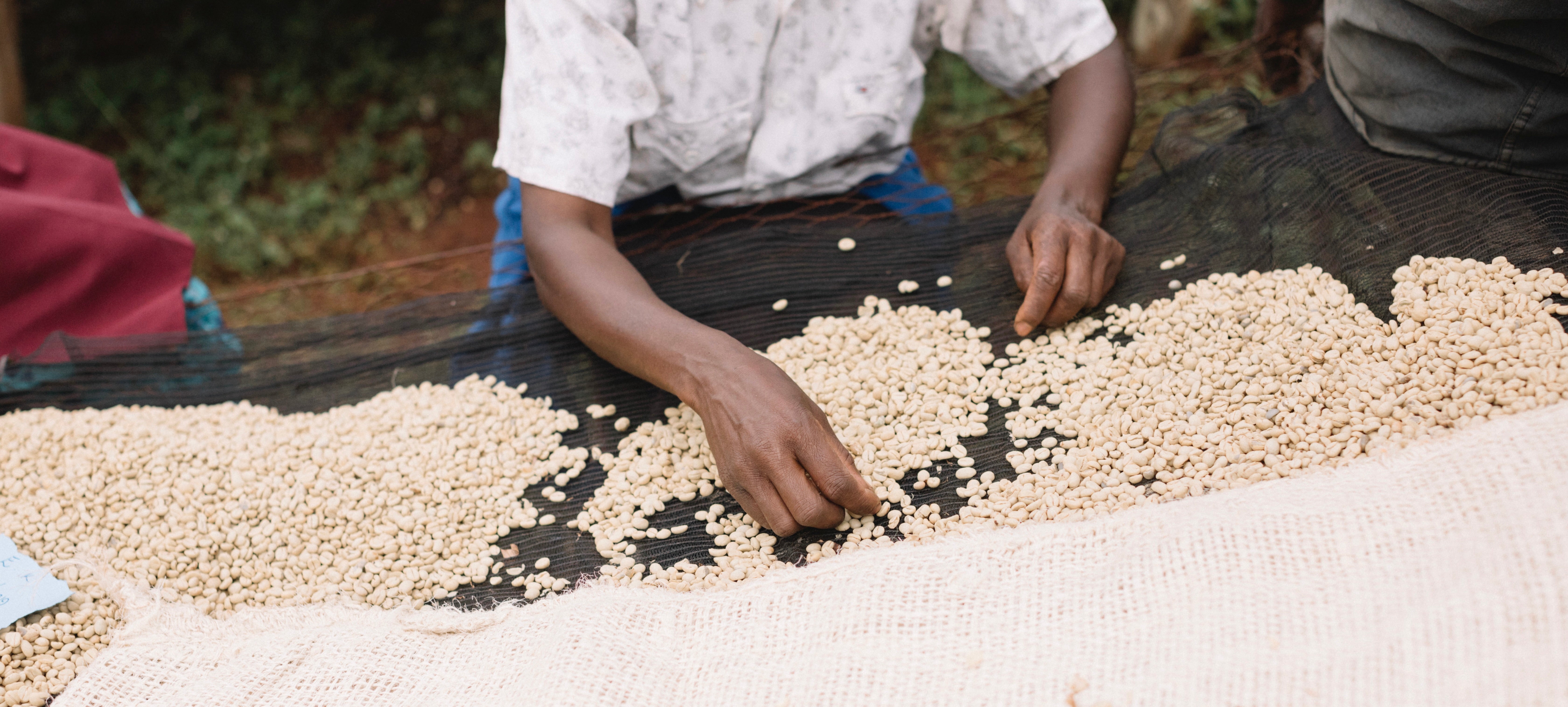 Sorting parchment