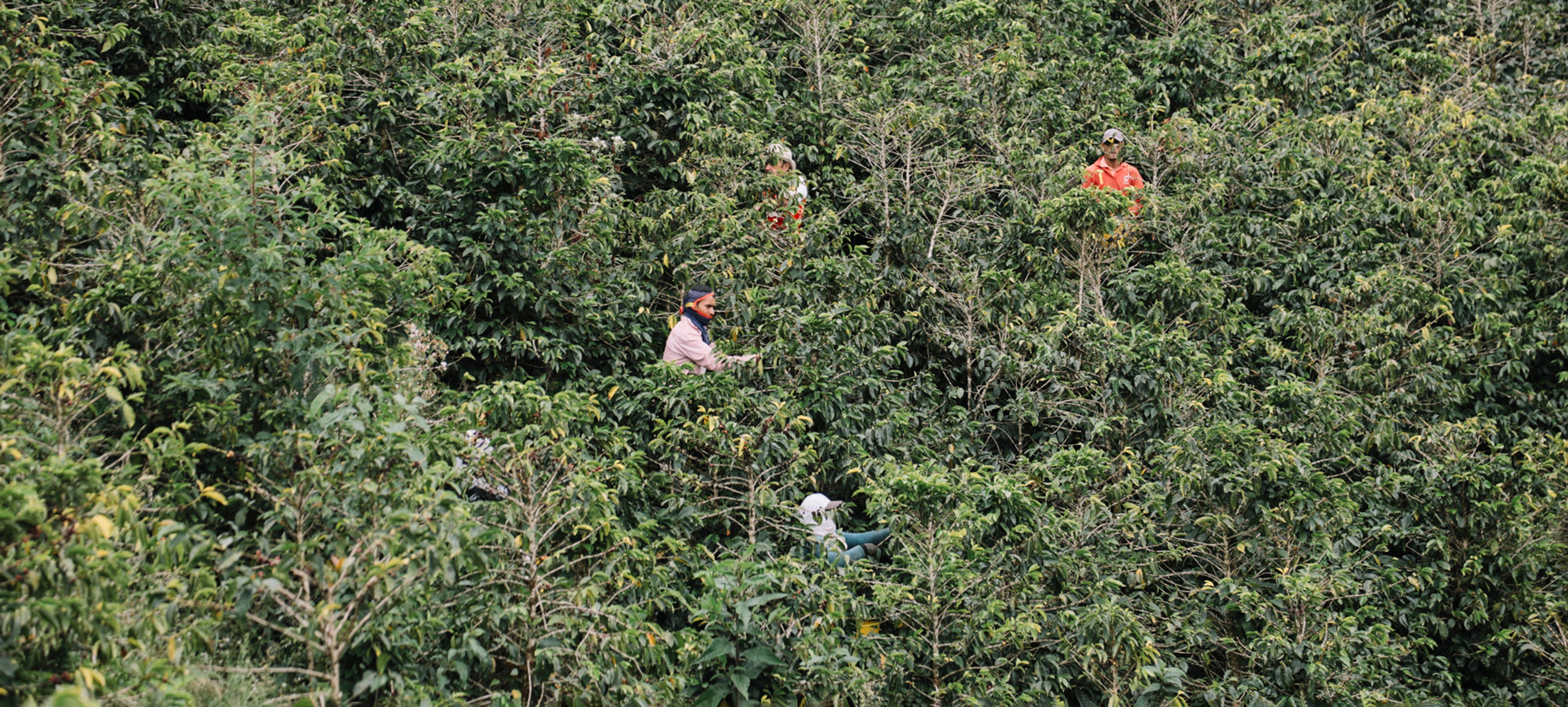 Farmers in the field picking coffee