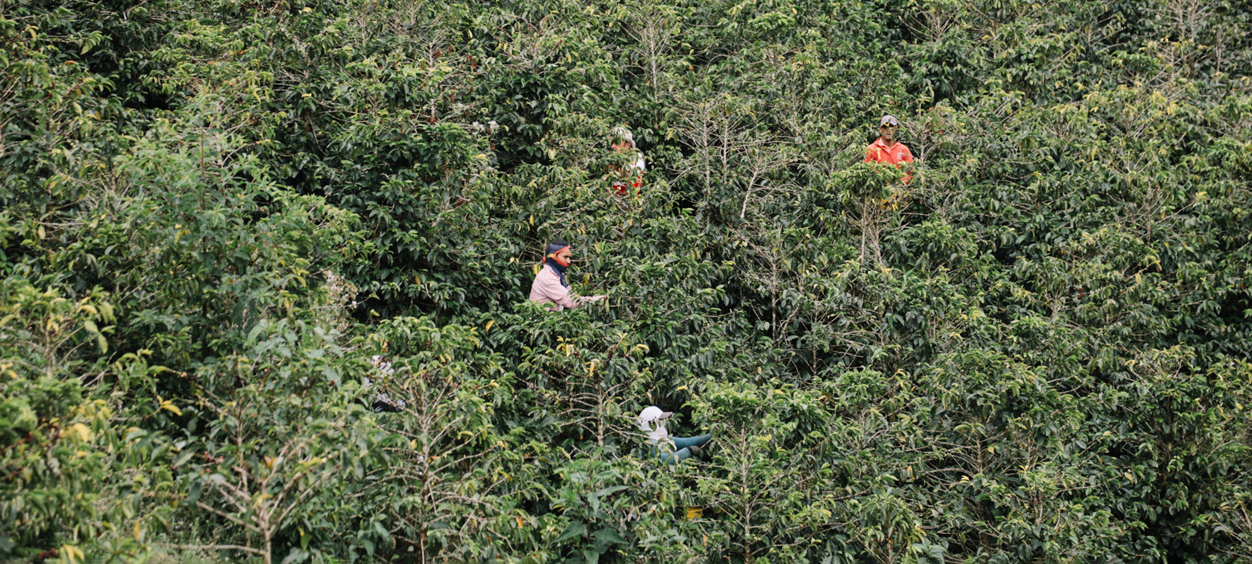 Picking cherries on Finca Los Angeles