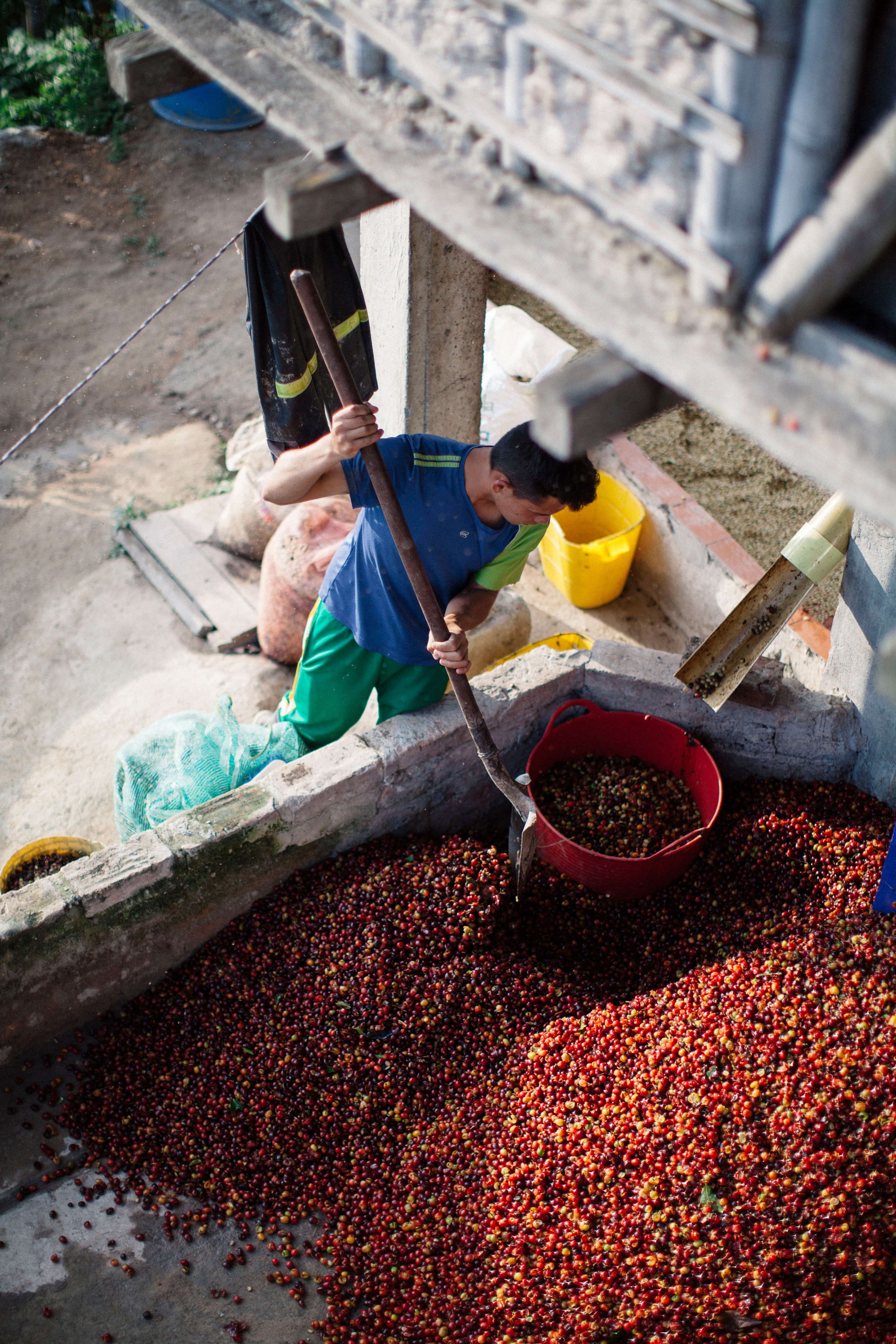 Washing coffee cherries