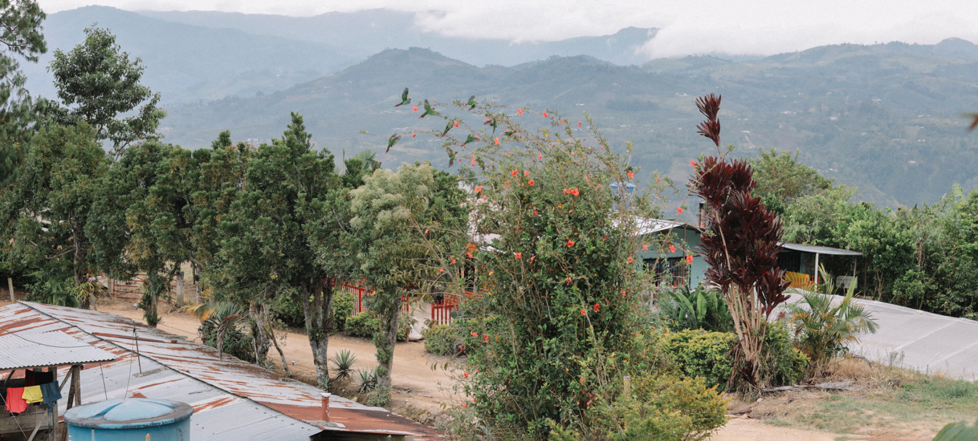 Colombia Los Angeles coffee farm