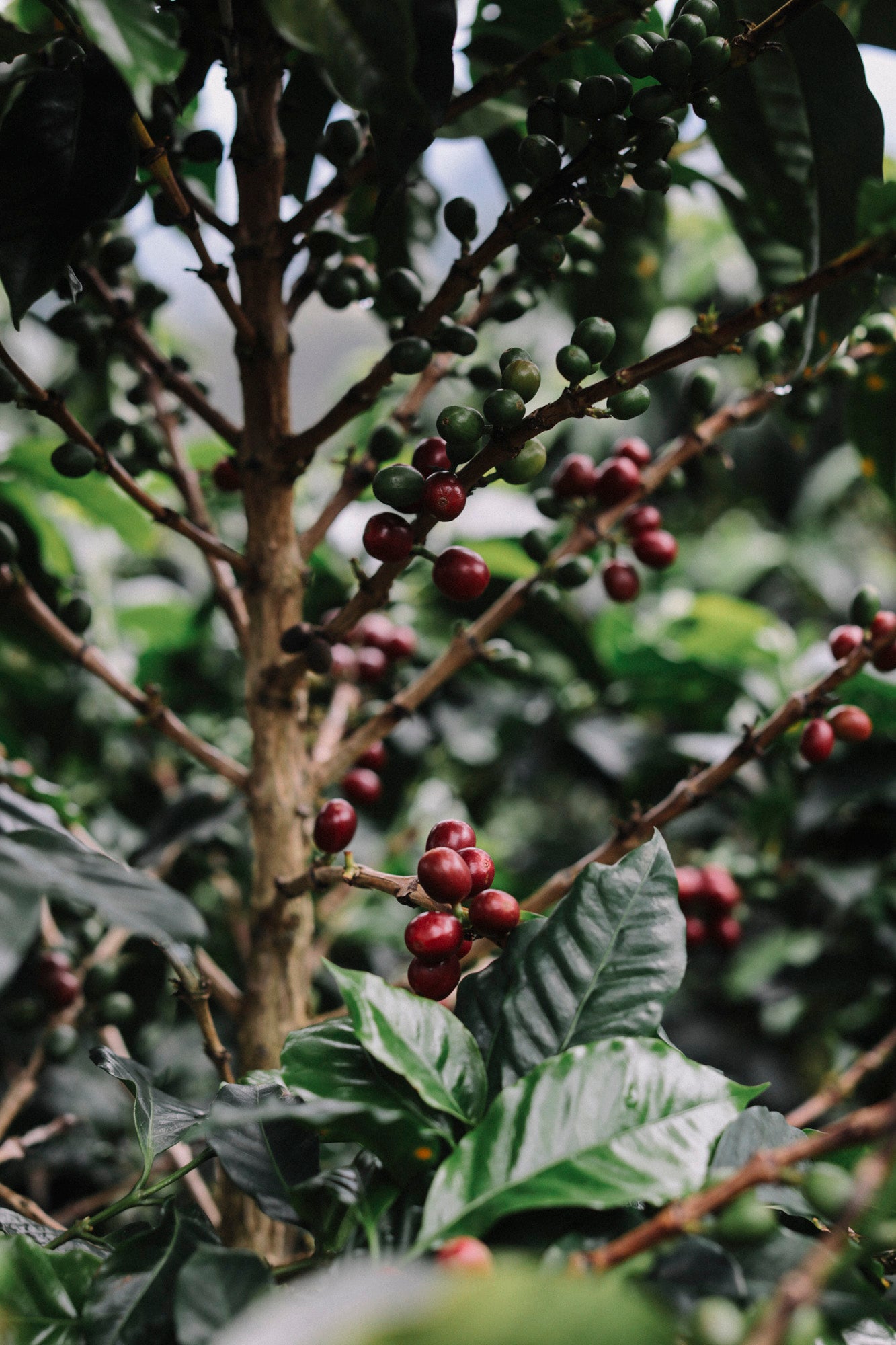 Coffee plant with cherries