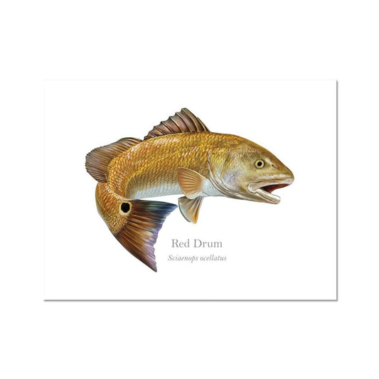 https://cdn.shopify.com/s/files/1/0277/8103/8183/products/red-drum-art-print-with-scientific-name-614229.jpg?v=1693786844&width=533