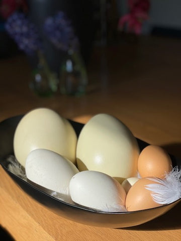 Eieren van een nandoe, gans en een kip