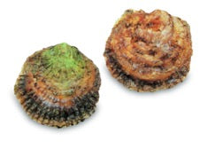 Platte oesters uit Zeeland