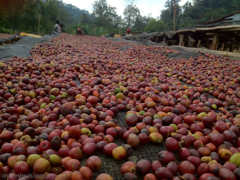 Specialty coffee cherries in the process of being sorted