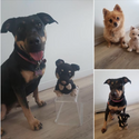 Photo des chiens de Kate avec leur peluches TRIKÔ