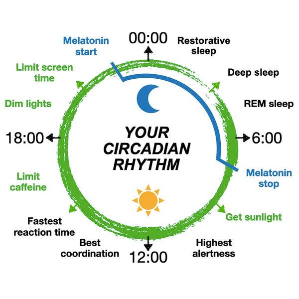 Circadian Rhythm tip for better sleep and better productivity clock overview by Phil Zen