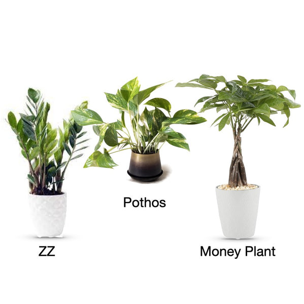 5 Easy Solutions for Adding Greenery to Your Home or Office Spaces to Create a Soothing Zen Indoor Garden - Easy Potted plants by Phil Zen