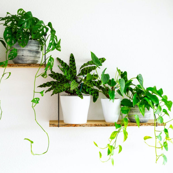 Best houseplants for easy biophilic design for home and office by PhilZen