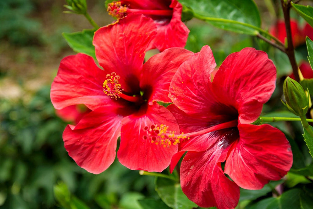 Effective Ways To Use Hibiscus For Your Hair  Feminain