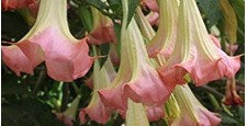 Trumpet Flower (Pathiri)