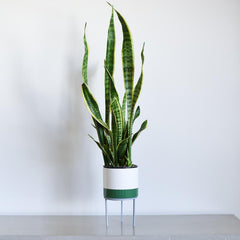 Green Color Block Plant Stand