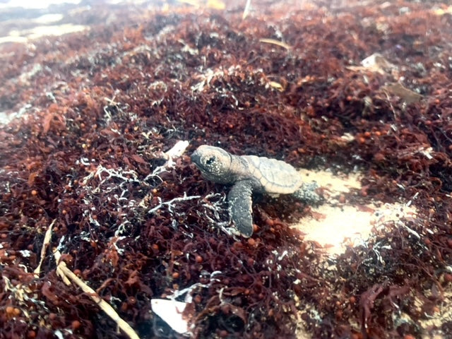 Baby Hawksbill turtle