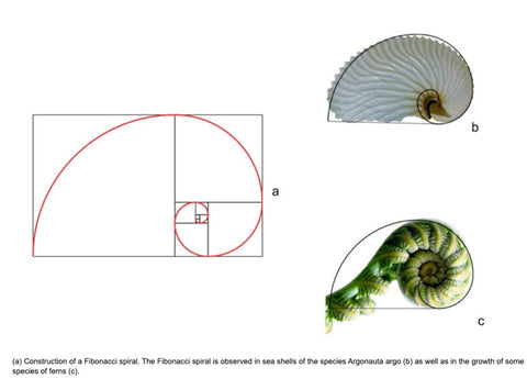 Fibonacci spiral