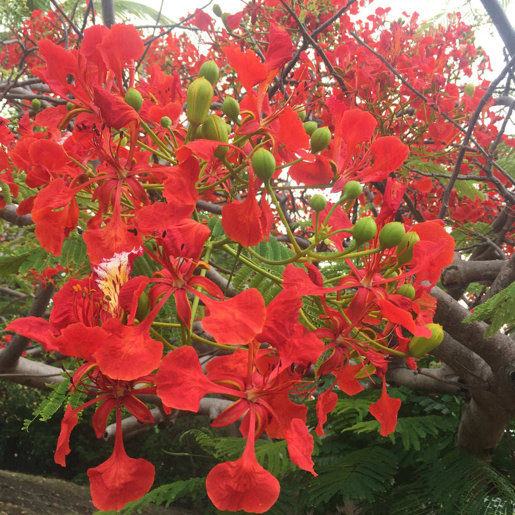 detail of tropical tree