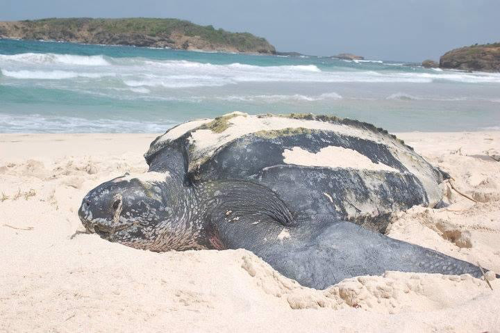 Adult leatherback turtle coming to lay eggs on Mustique