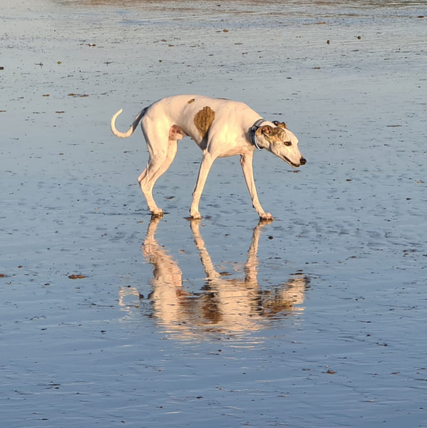 Cupid the lurcher and his reflection - dog days of summer