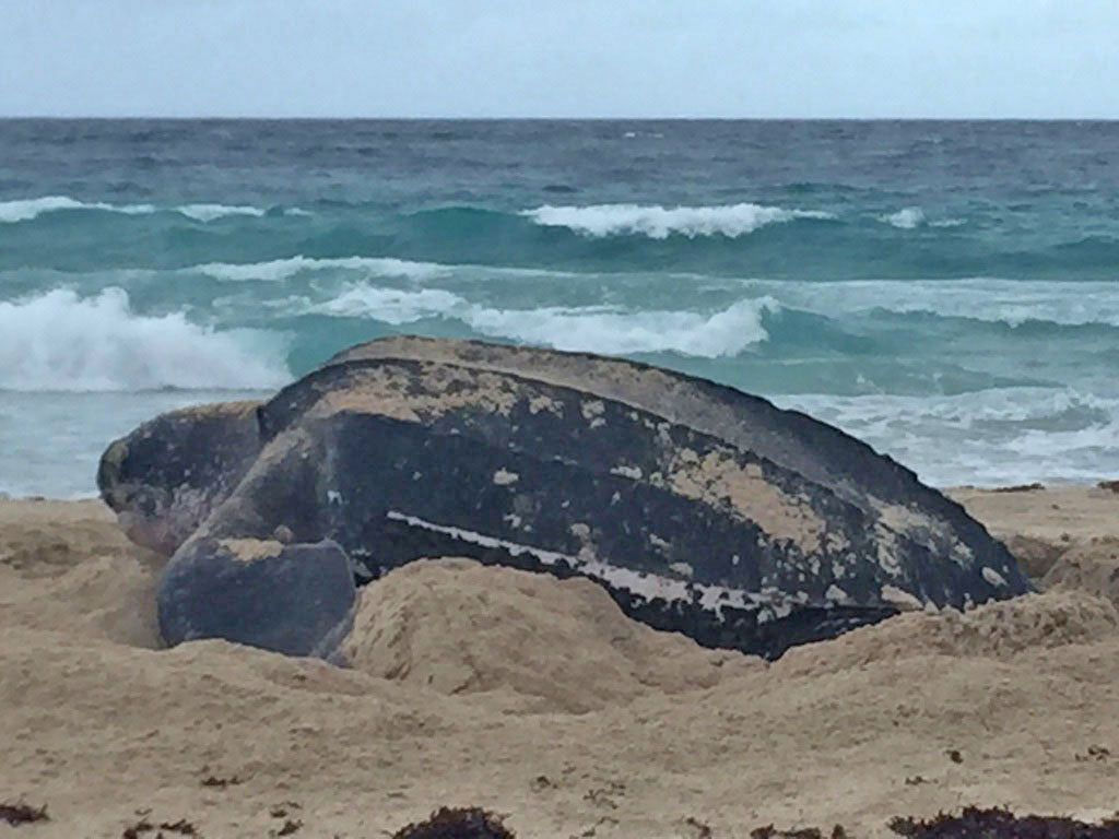 Polly Angela laying her eggs on the the windward coast of Mustique