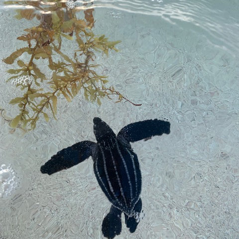 Young Leatherback turtle