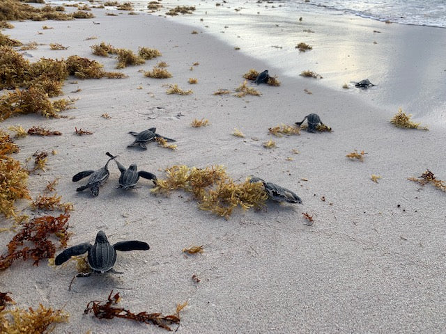 Young leatherback turtles on Mustique Island